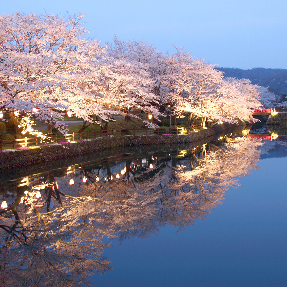 鳥取県　鹿野城跡公園の桜