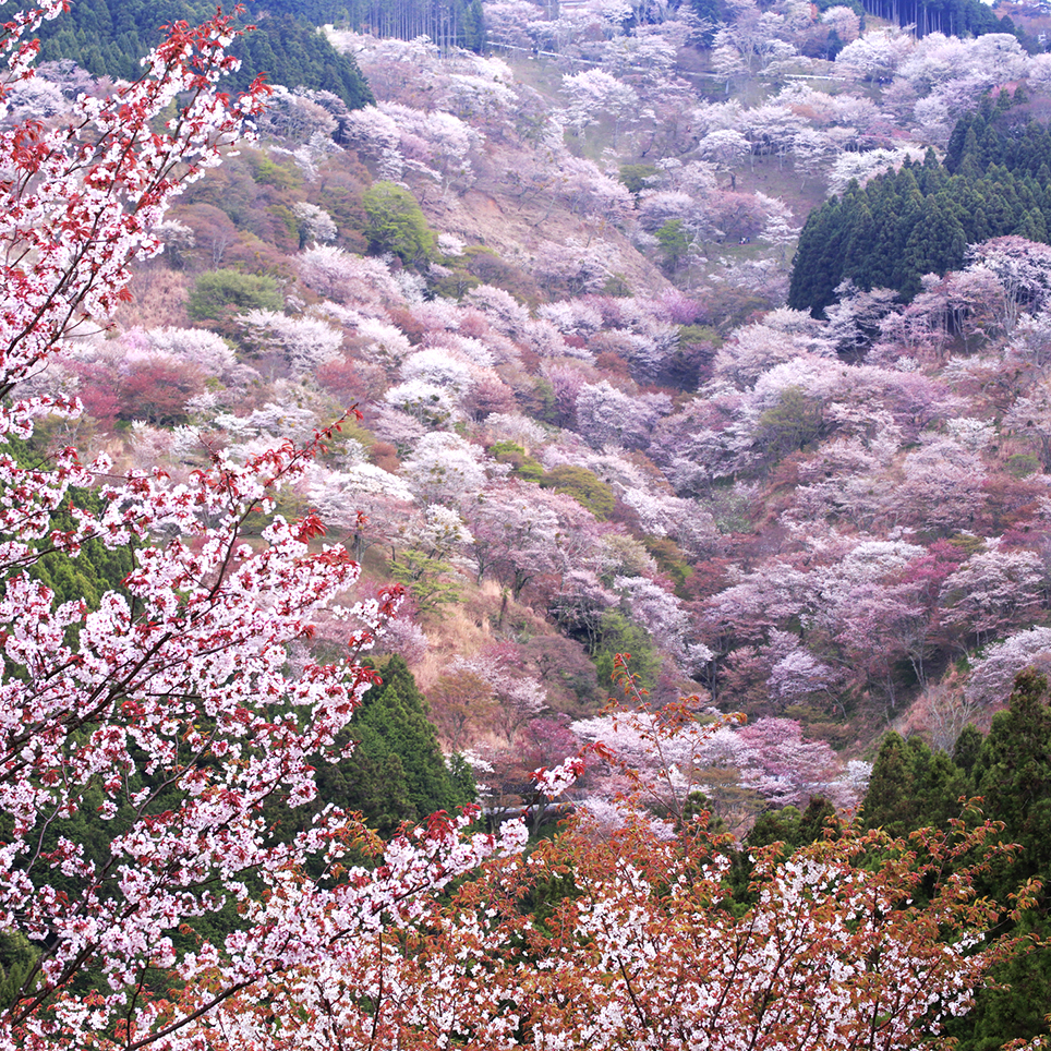 奈良県　吉野山の桜