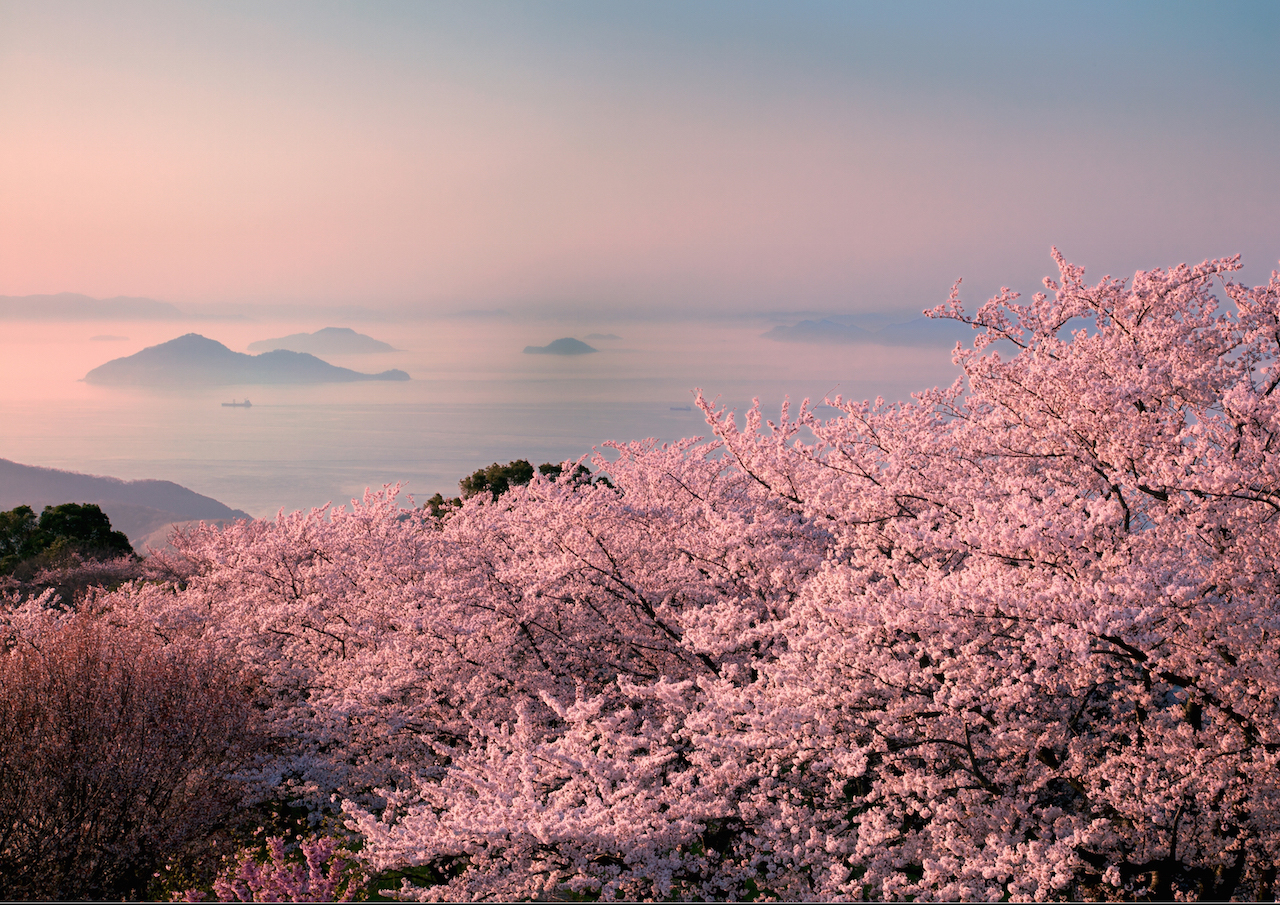 紫雲出山の桜　夕暮れ