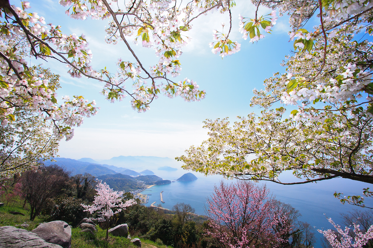 世界のメディアが認めた！日本の絶景「三豊市紫雲出山の桜」