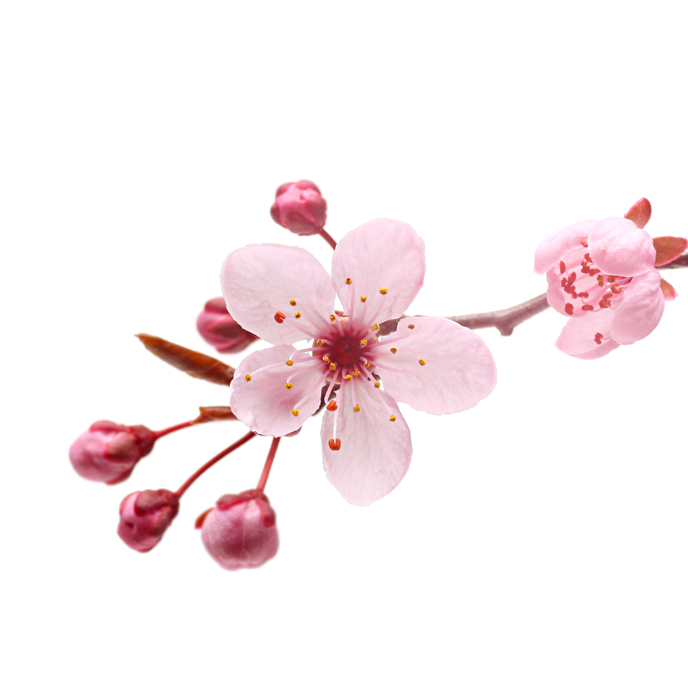 shutterstock_71831662