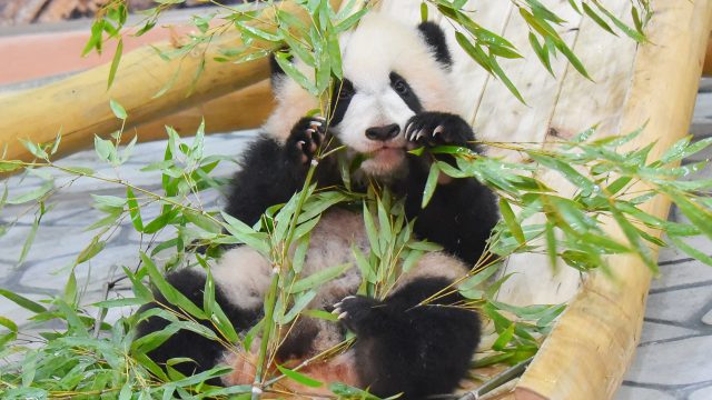 今が一番可愛い！？パンダの彩浜と家族に会いに白浜へ。パンダグルメと