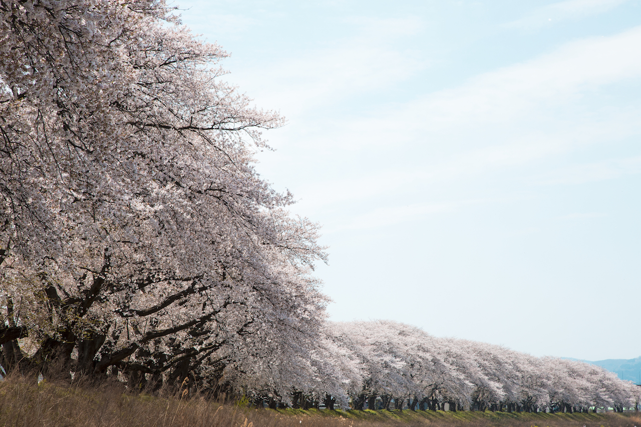 足羽川の桜並木