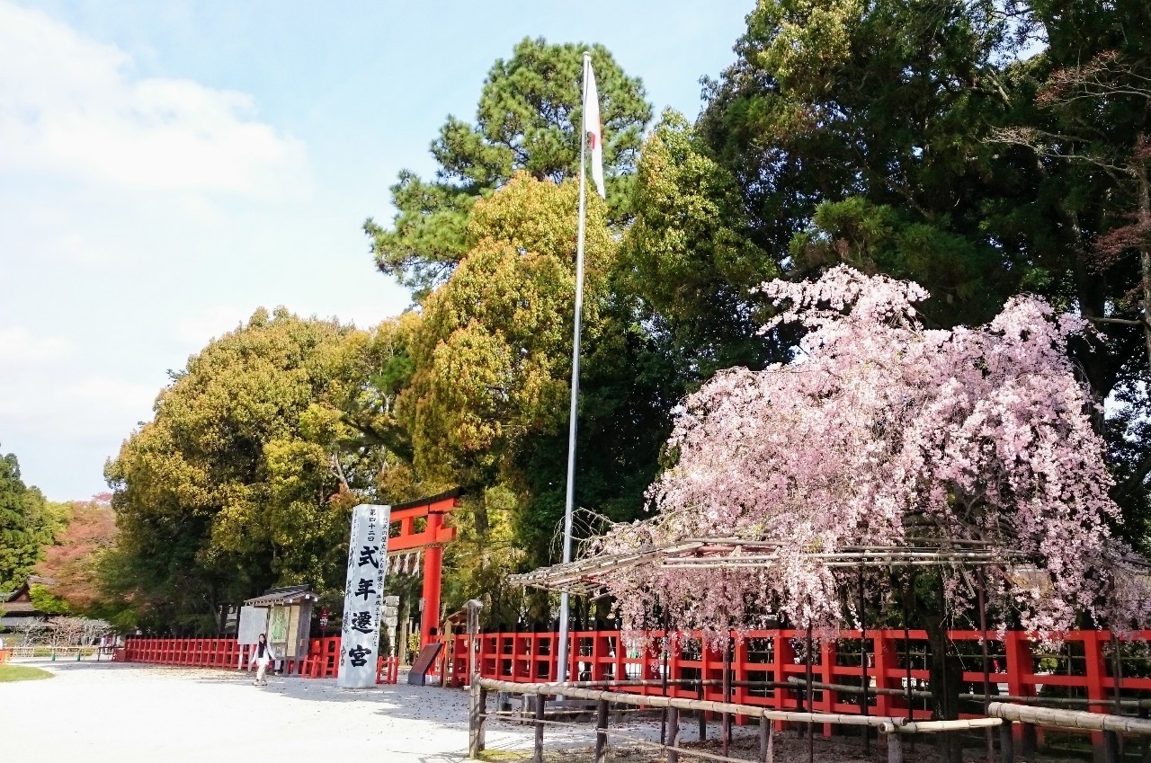 京都「上賀茂神社」で感じる格別の朝を、桜とともに。