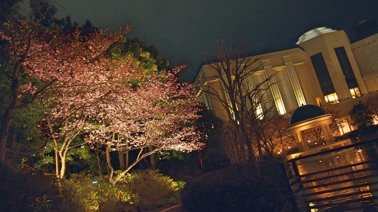 桜 ライトアップ