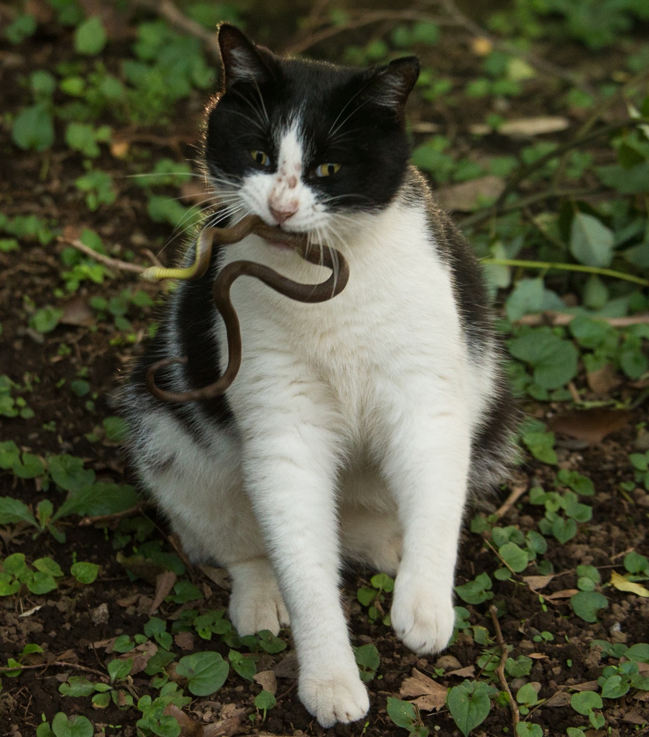 蛇を咥える猫