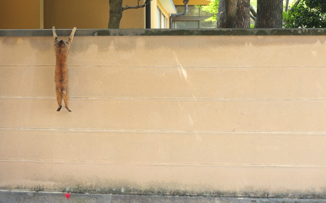 ブロック塀にのぼる猫