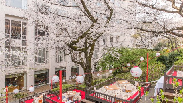 桜を愛でながらの食事や文化体験・・・京都の和情緒に触れる「高輪桜