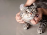 雑種猫が人気