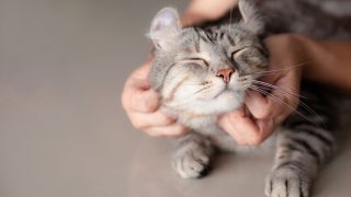 雑種猫が人気