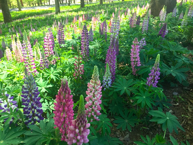 国営武蔵丘陵森林公園