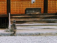 久米寺猫