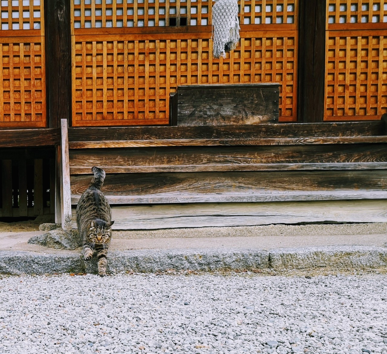 久米寺猫