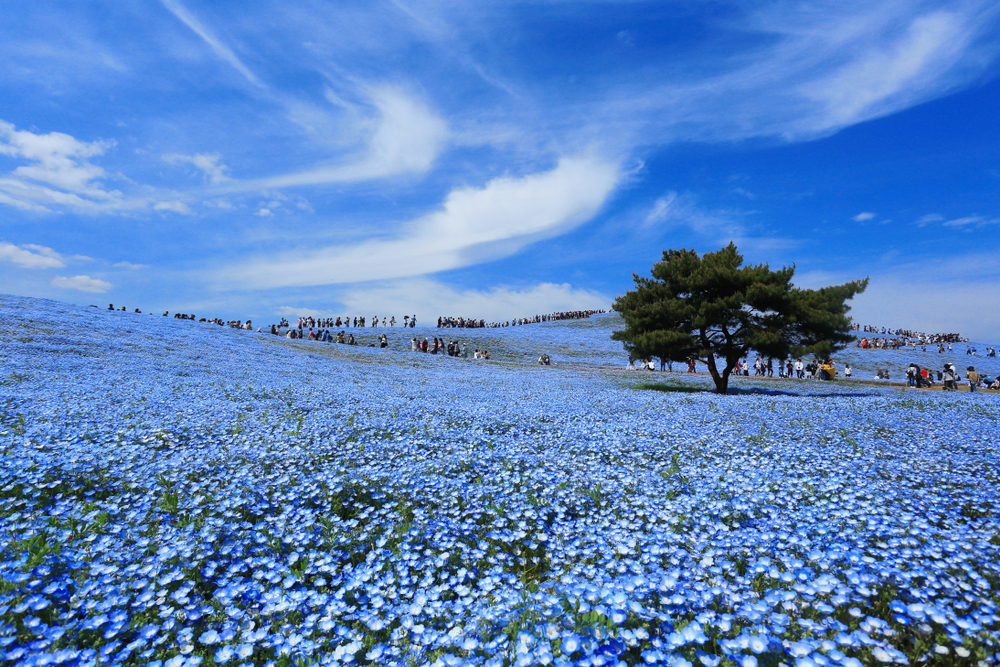 【GW２０１９おすすめスポット】お花畑に圧倒される！東京近郊絶景６選鳴海汐