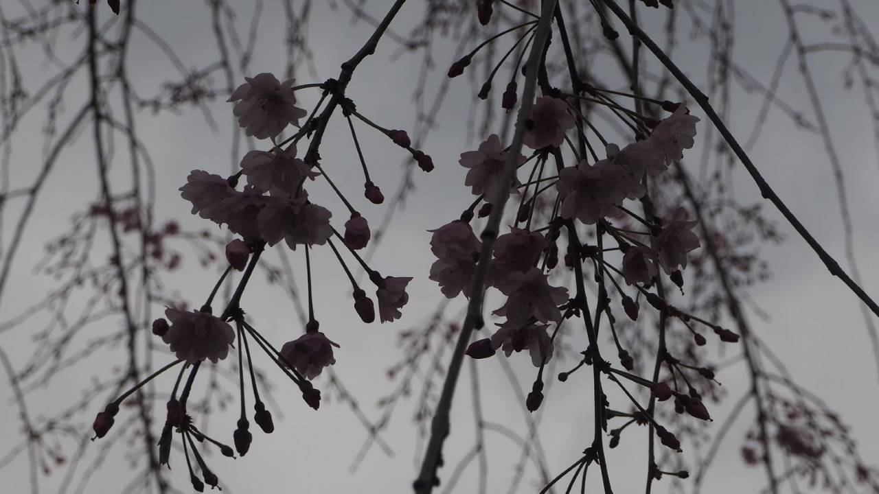 暗い桜