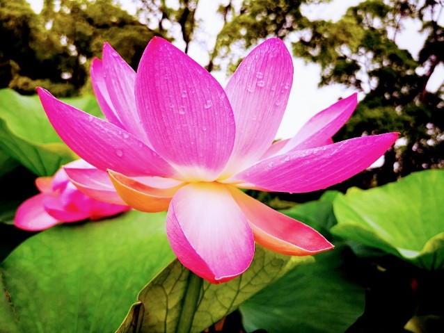 ハスの花が開く その奇跡の瞬間を撮りに 千葉公園 へ行こう Tabizine 人生に旅心を
