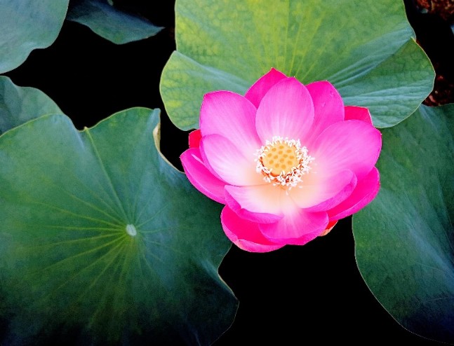 ハスの花が開く その奇跡の瞬間を撮りに 千葉公園 へ行こう Tabizine 人生に旅心を