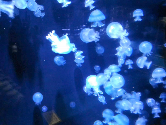 加茂水族館クラゲ