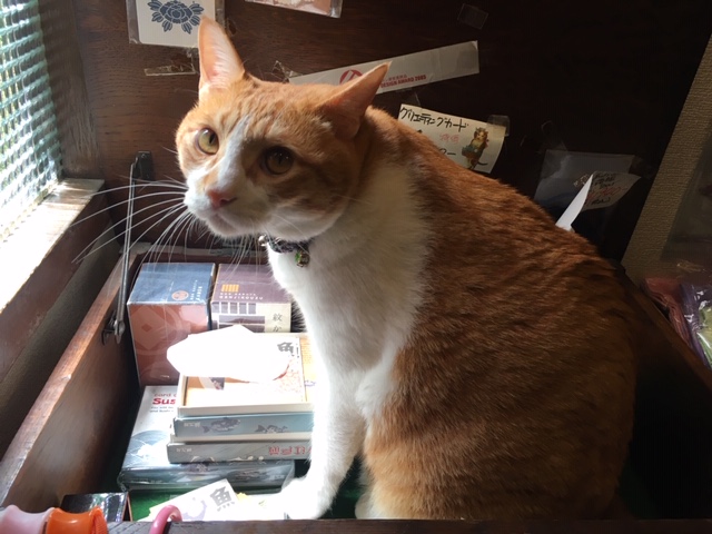 「猫の街」神楽坂で見つけた猫好き必見スポット５選【現地ルポ】