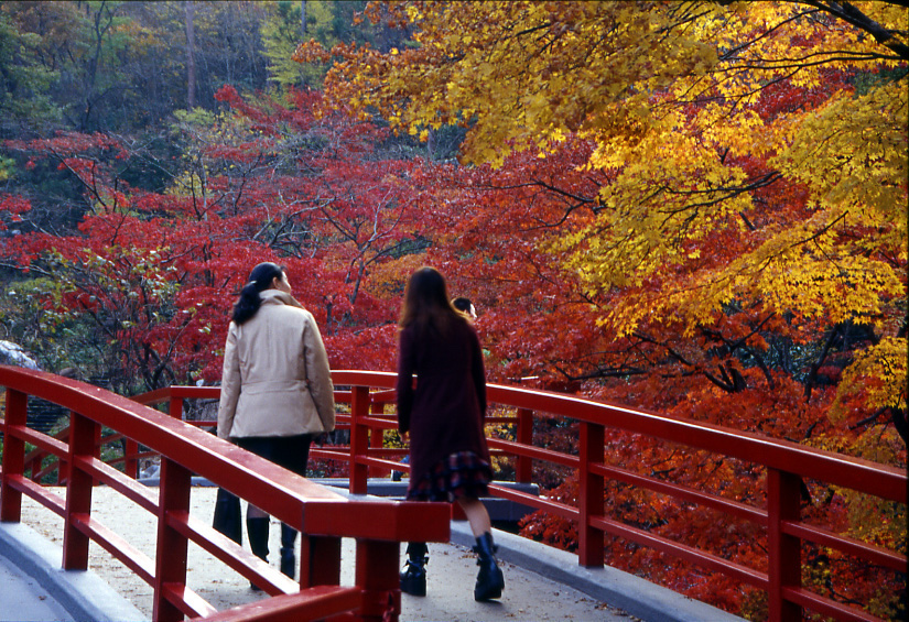 【全国紅葉の絶景】ときめく紅葉が待っている、新潟県の紅葉人気スポット