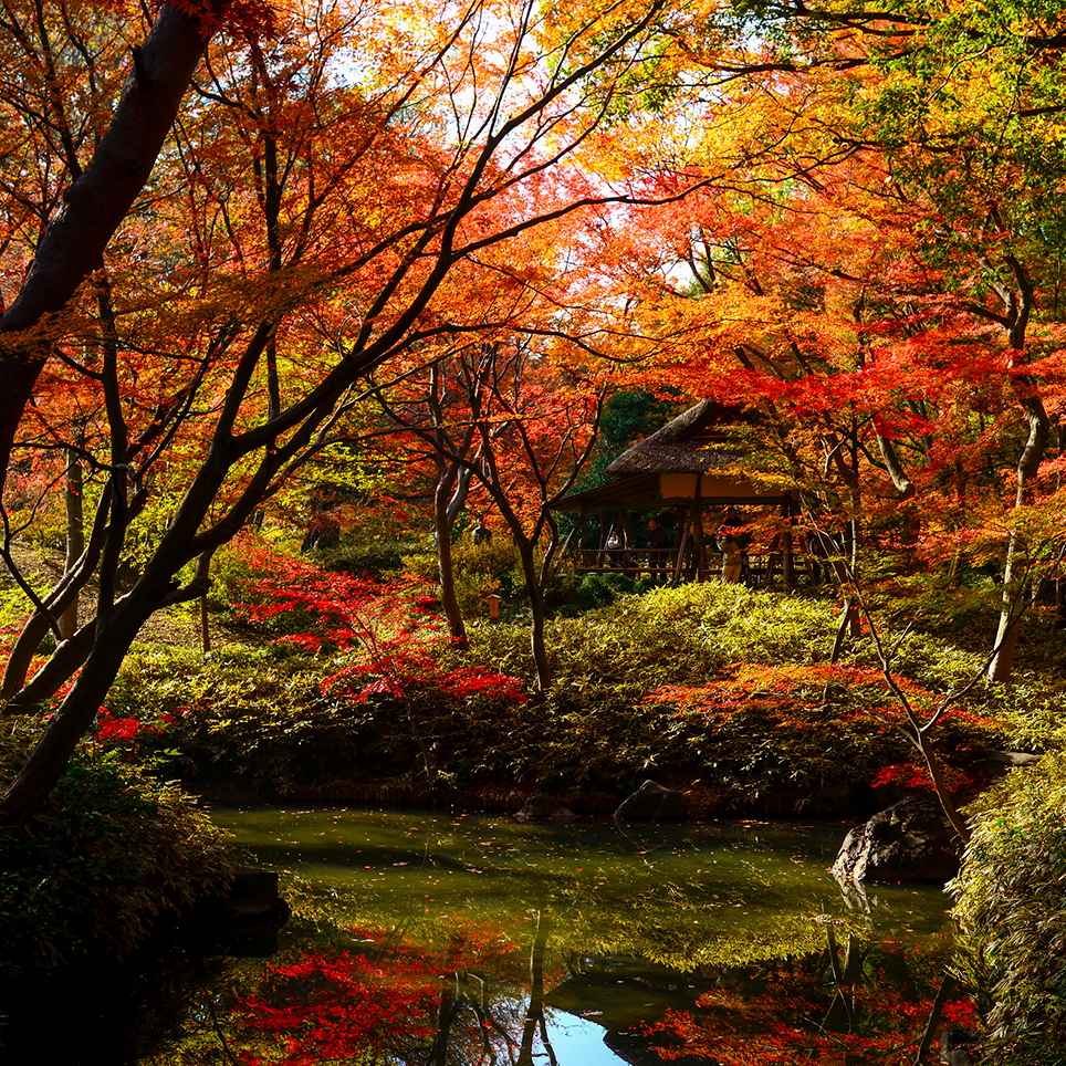 東京　六義園