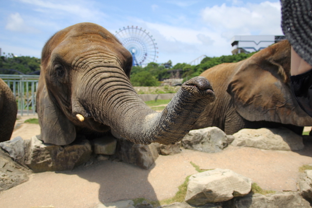 パンダをはじめ 大人気の動物に会える 動物園の年間入場者ランキング Tabizine 人生に旅心を