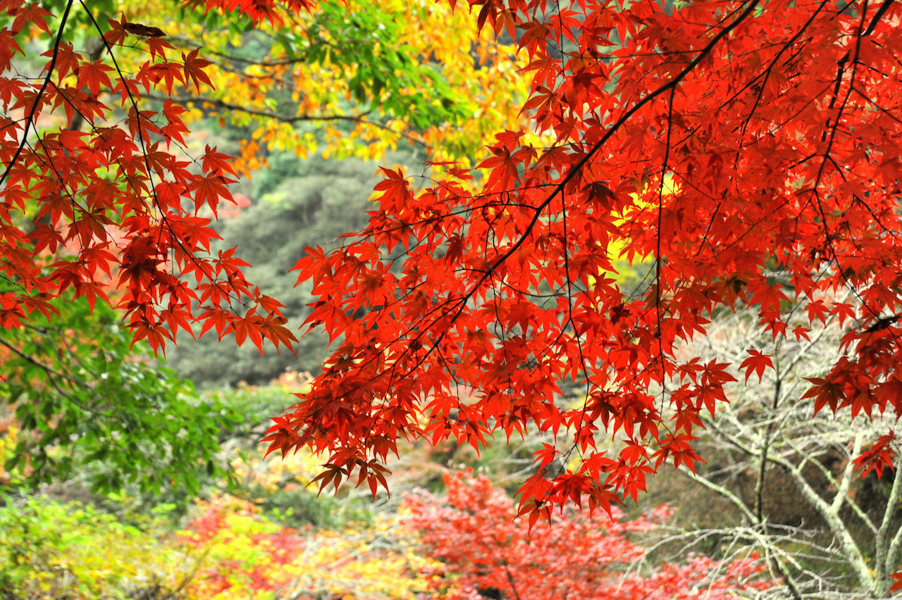 【全国紅葉の絶景】最後まで楽しめる本州一遅い紅葉、千葉県の紅葉人気スポット