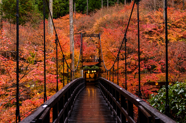 【全国紅葉の絶景】ドラマティックな緋色に胸が高鳴る、京都洛西の紅葉人気スポット
