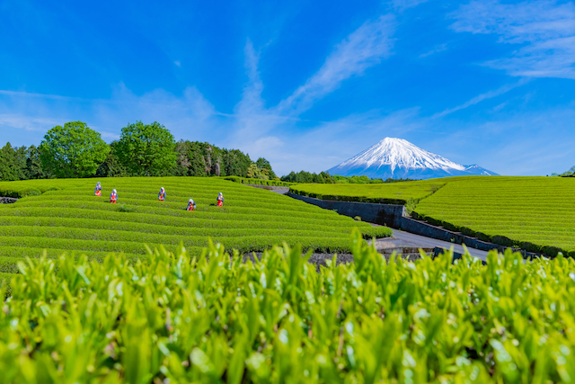 日本茶の本場 静岡 の底力 スイーツや茶畑など旅心をつかむ魅力とは Tabizine 人生に旅心を