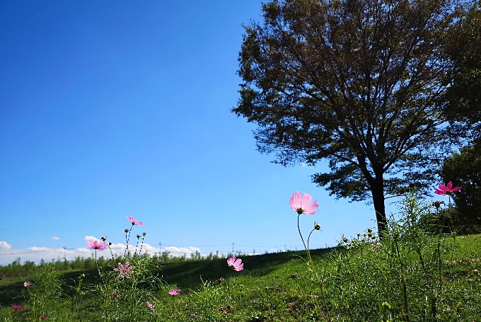 国営昭和記念公園花の丘
