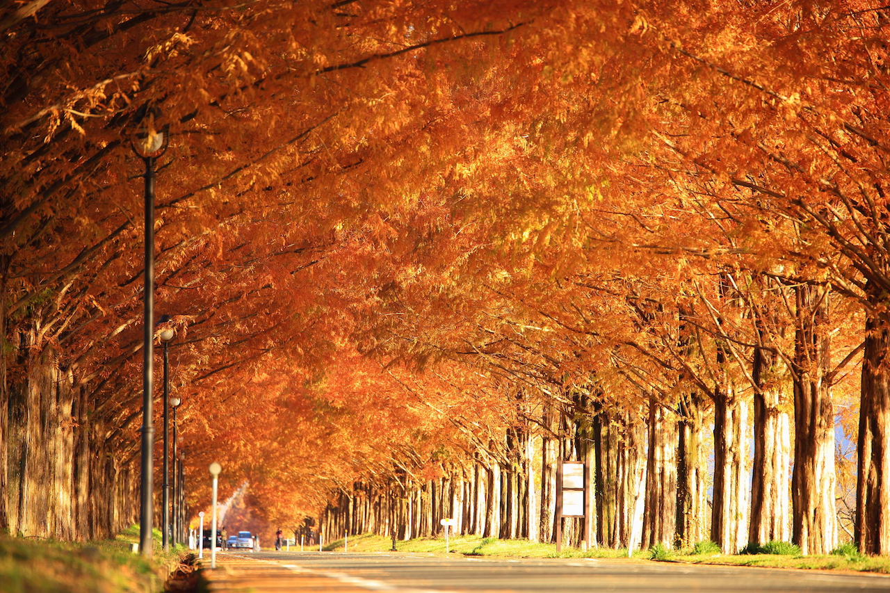 【全国紅葉の絶景】夢に見た風景が広がる、滋賀県の紅葉人気スポット