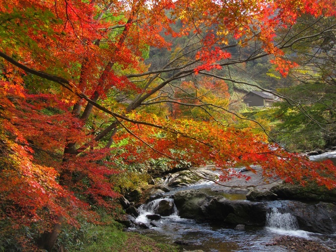 紅葉の八重滝（紅葉滝）