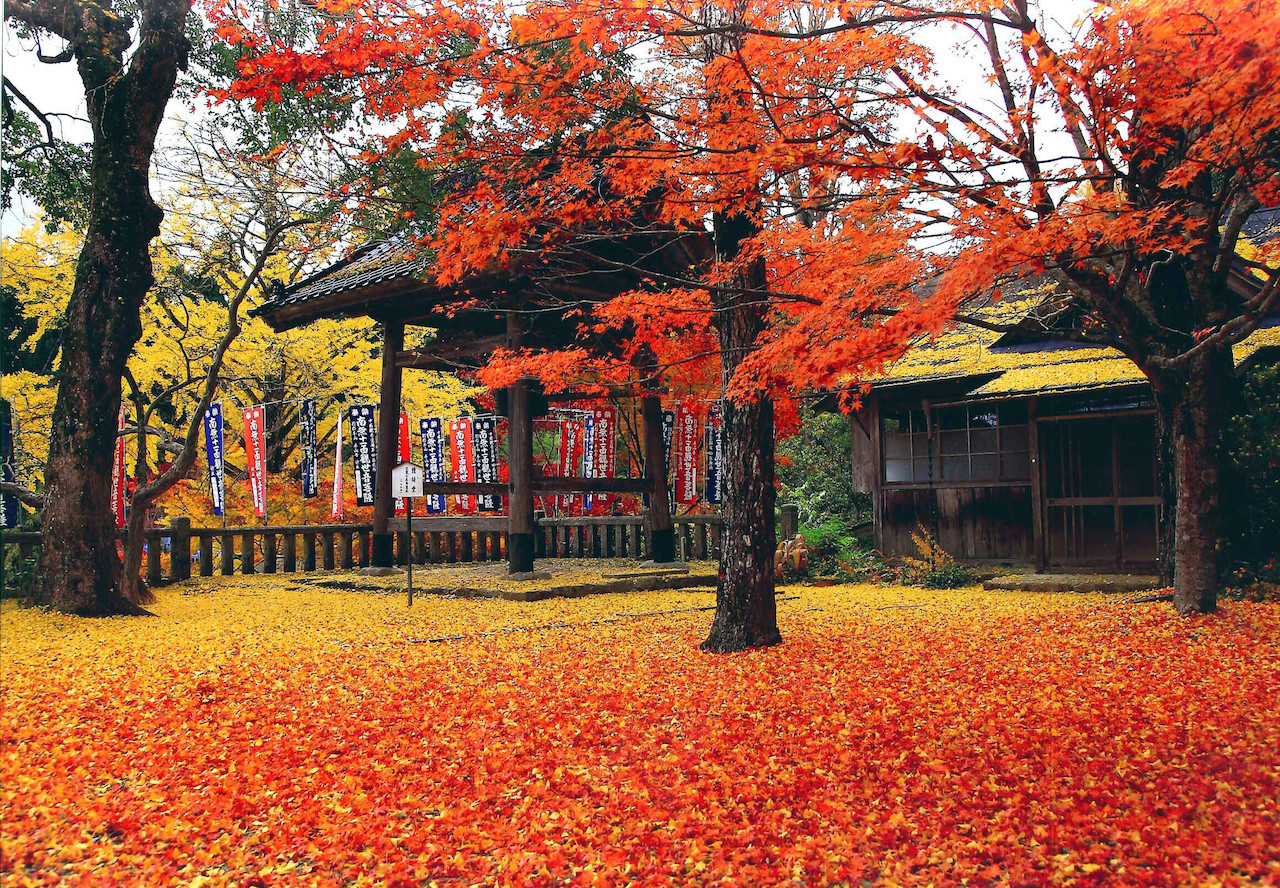 全国紅葉の絶景 ライトアップに心を奪われる 岡山県の紅葉人気スポット Tabizine 人生に旅心を