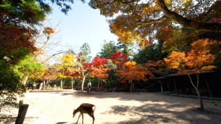 秋の宮島紅葉谷公園