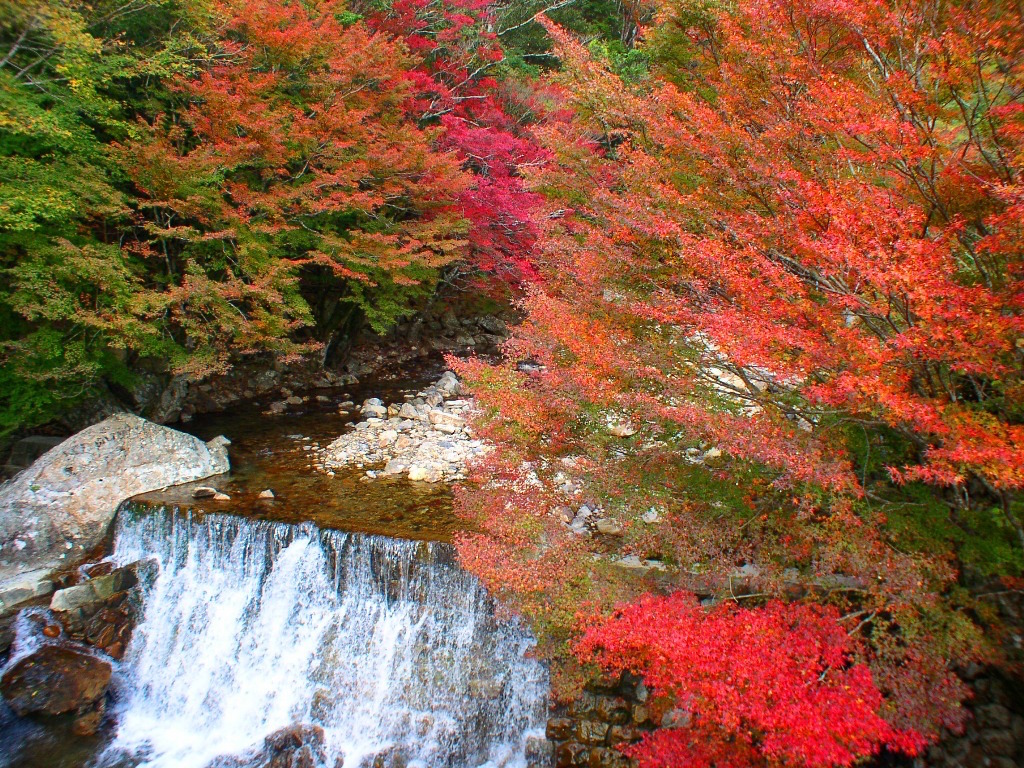 【全国紅葉の絶景】透き通る清流沿いに色づく、高知県の紅葉人気スポット