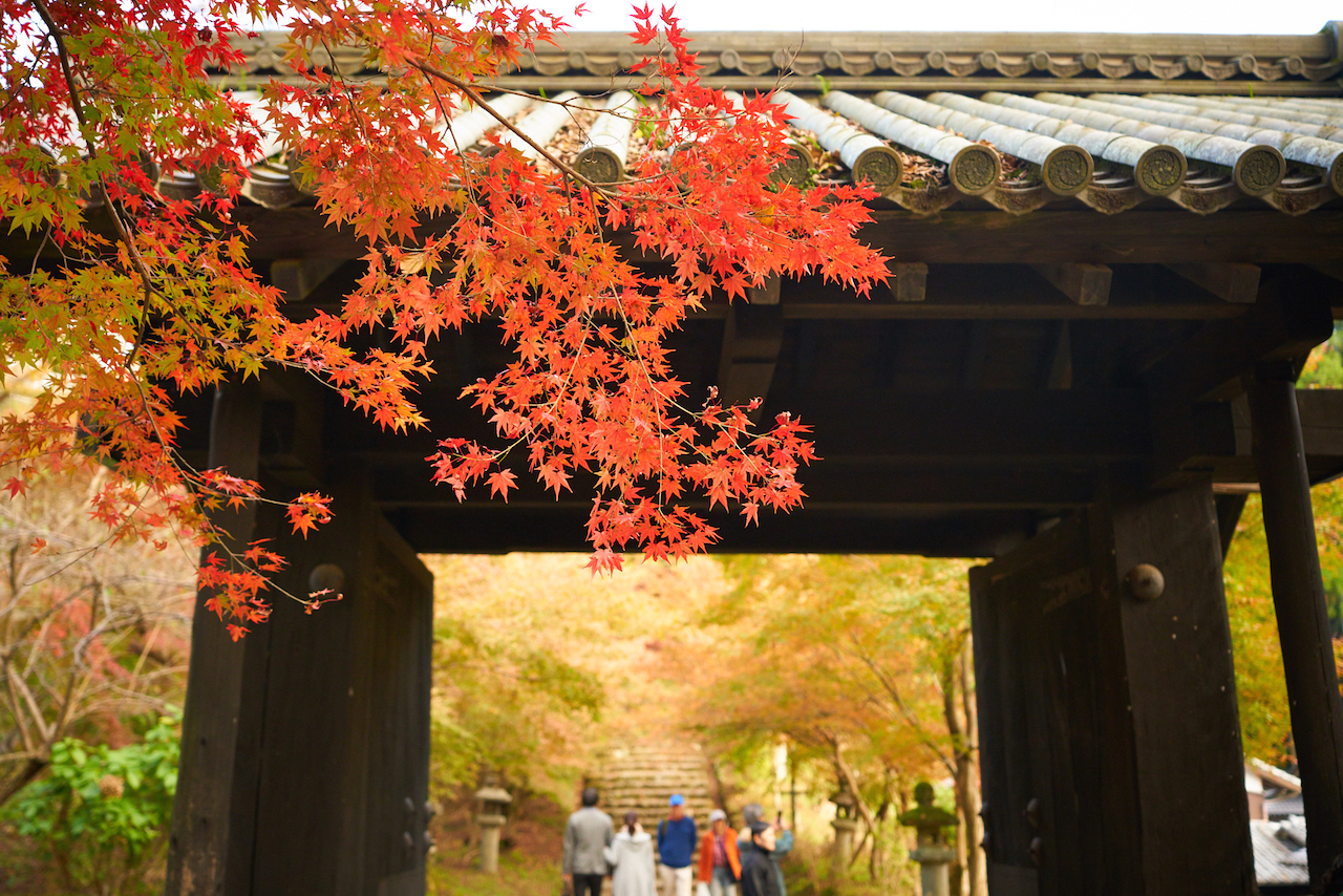 全国紅葉の絶景 赤の余韻が残る 福岡県の紅葉人気スポット Tabizine 人生に旅心を