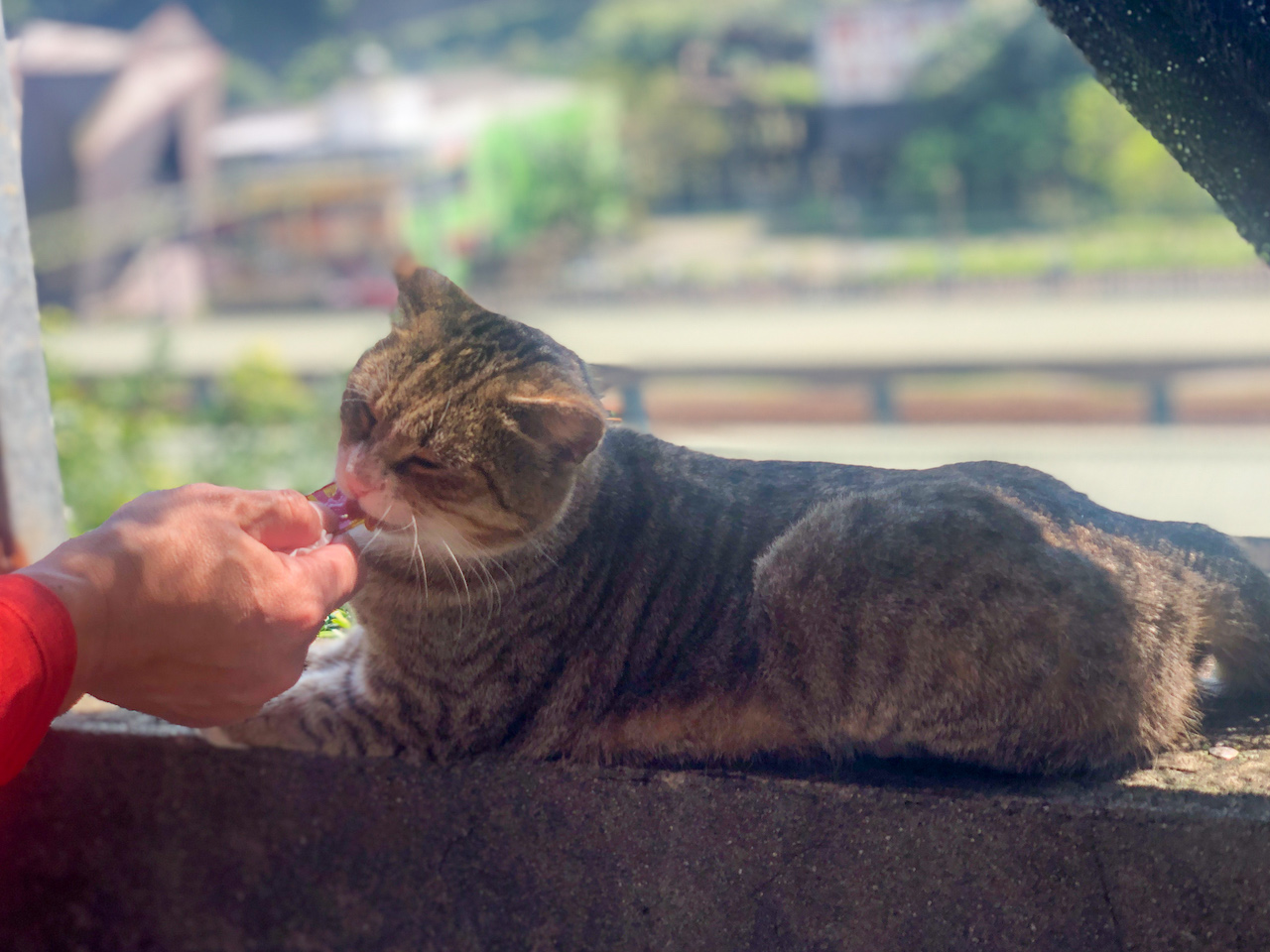 猫好き必見 台湾随一の猫スポット猴硐 ホウトン をご紹介 台湾 Tabizine 人生に旅心を