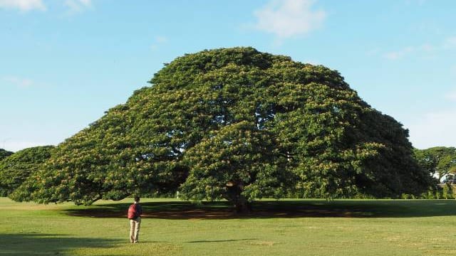1本の木に会いに行く【13】この木 何の木 気になる木＜ハワイ