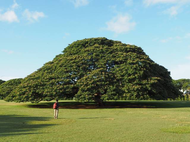 １本の木に会いに行く １３ この木 何の木 気になる木 ハワイ ホノルル Tabizine 人生に旅心を