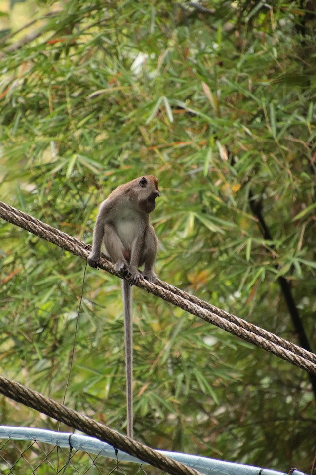 オラウータンなど野生動物の宝庫 ボルネオ島の 熱帯雨林ツアー を現地ルポ マレーシア Tabizine 人生に旅心を