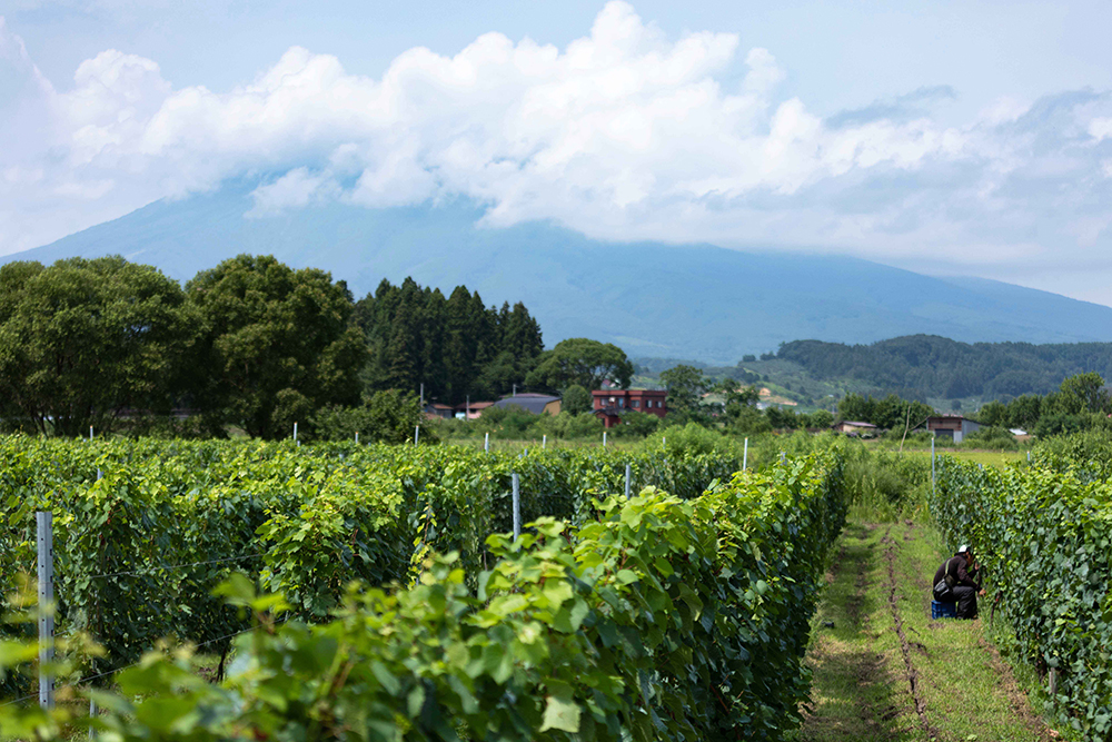 岩木山を望むぶどう畑