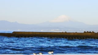 神奈川県立湘南海岸公園の海鳥
