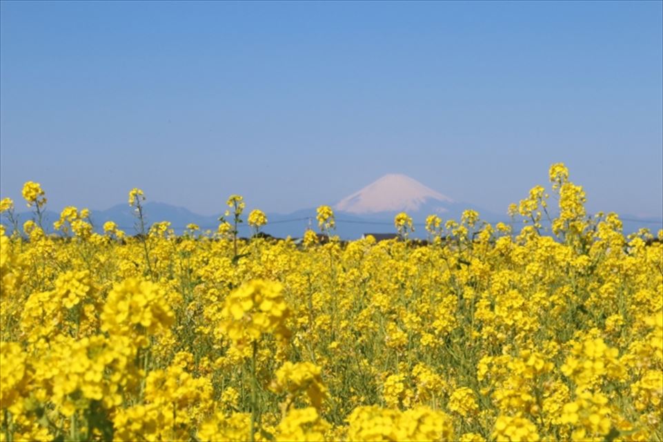 ソレイユの丘、１０万本の菜の花が見頃！富士山と菜の花の競演も楽しめるかも？