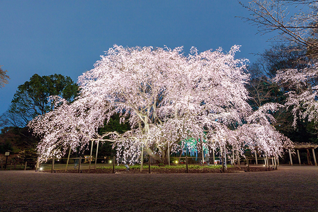 六義園「しだれ桜」