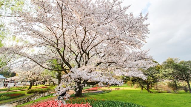 お花見特集2020】広大な敷地に桜スポットが点在「昭和記念公園