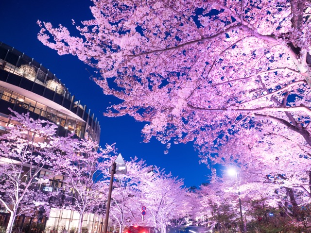 お花見特集 都心を彩る２００mのラグジュアリーな桜並木 東京ミッドタウン Tabizine 人生に旅心を