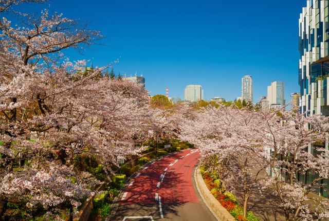 都心を彩る２００mのラグジュアリーな桜並木「東京ミッドタウン」