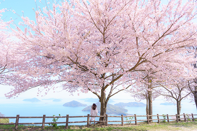 【お花見特集2020】瀬戸内を望む山に広がる幻想的な桜景色「紫雲出山」