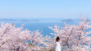 香川県「紫雲出山」の桜