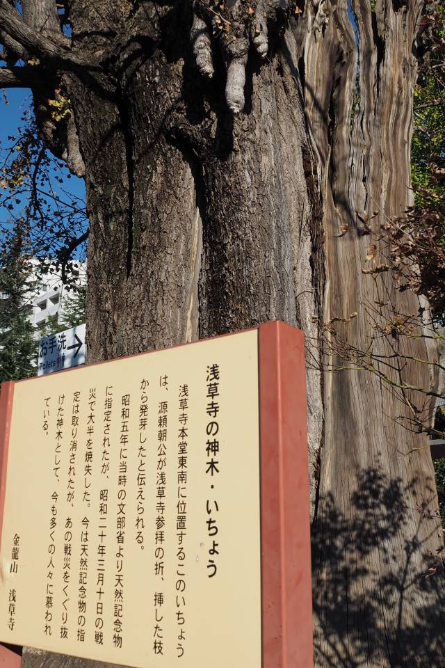 浅草寺の戦災イチョウ
